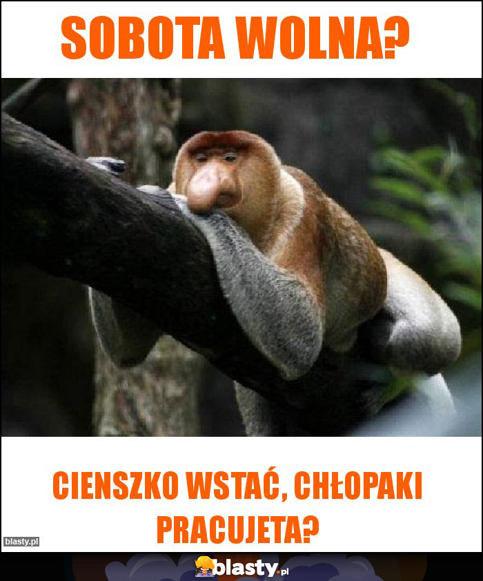 Sobota wolna?