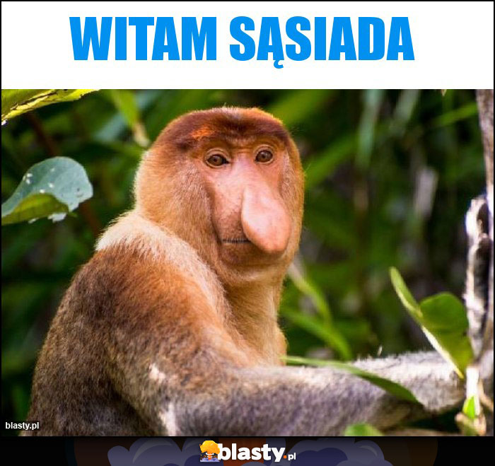 WITAM SĄSIADA