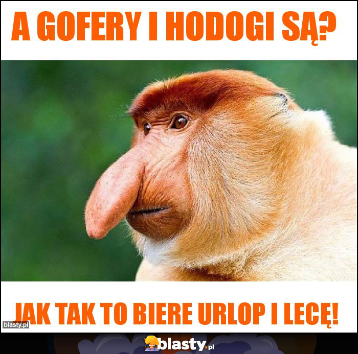 A gofery i hodogi są?