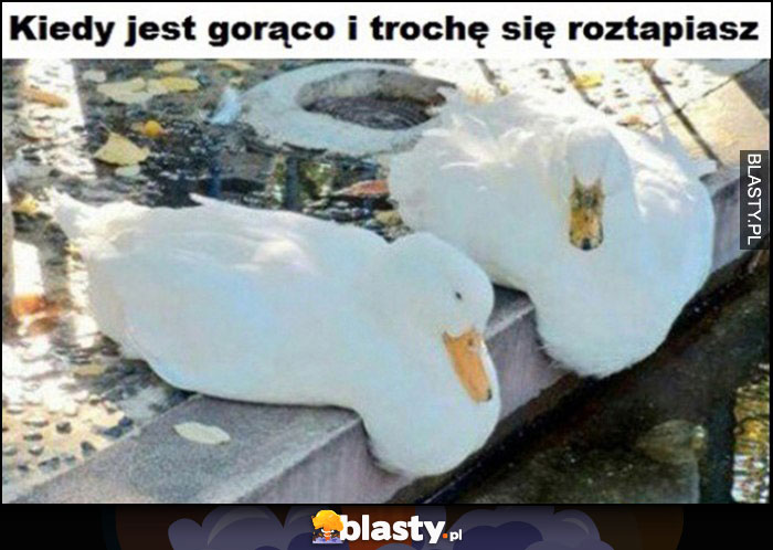 Kaczki kiedy jest gorąco i trochę się roztapiasz