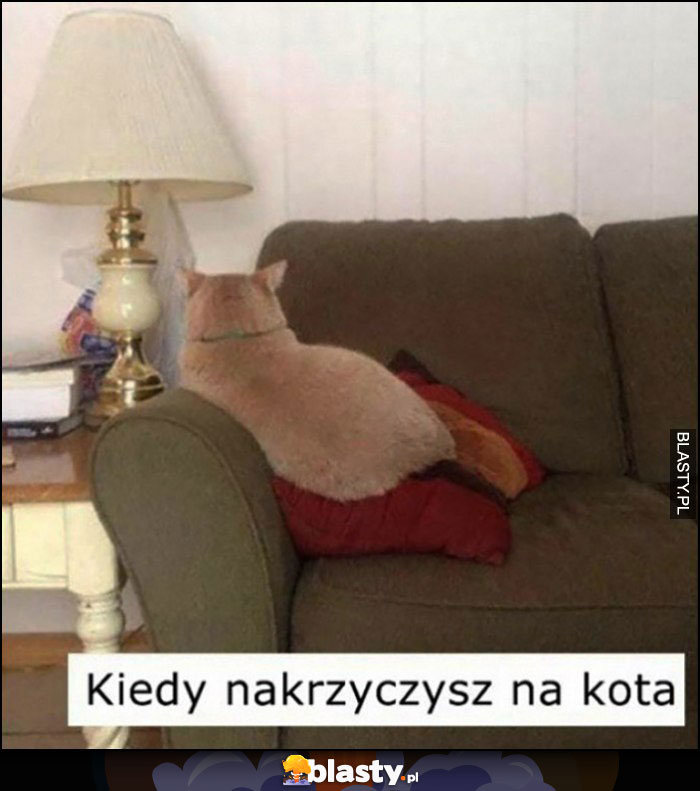 Kiedy nakrzyczysz na kota, kot obrażony odwrócił się