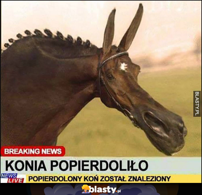 Konia popierdzieliło breaking news popierdzielony koń został znaleziony