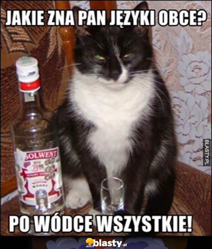 Kot zna Pan języki obce? Po wódce wszystkie!