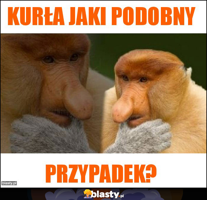 Kurła jaki podobny