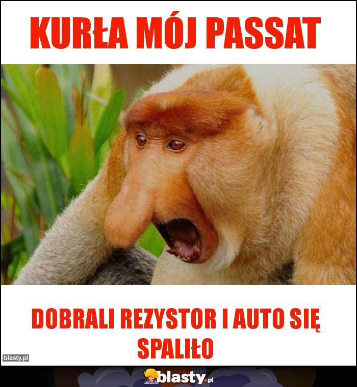 Kurła mój Passat