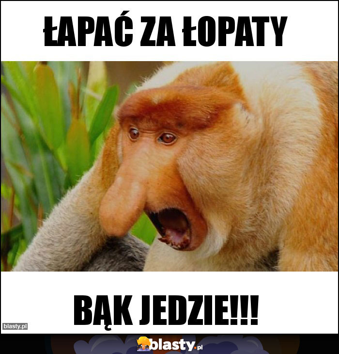 Łapać za łopaty