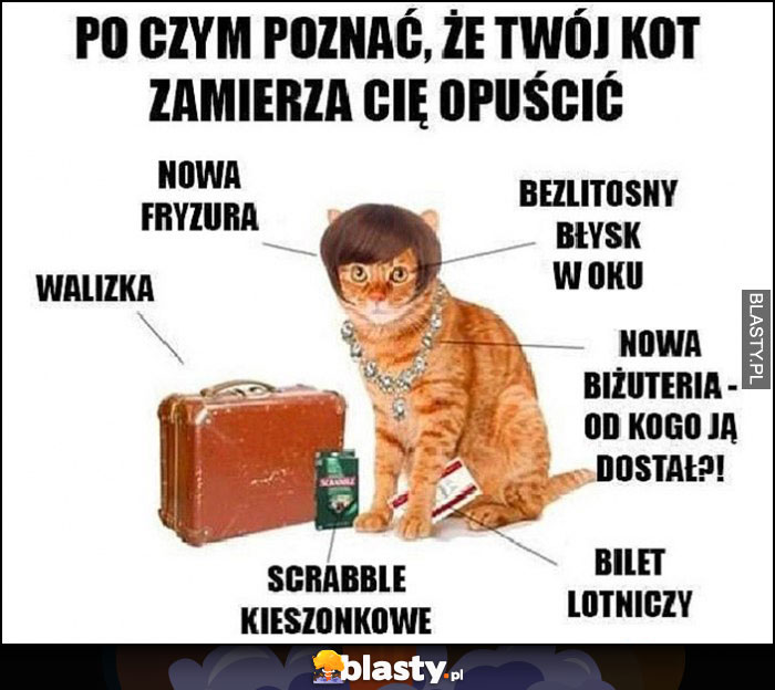 Po czym poznać, że Twój kot zamierza Cię opuścić: walizka, fryzura, bilet lotniczy, scrabble kieszonkowe, nowa biżuteria, bezlitosny błysk w oku