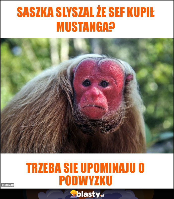 Saszka slyszal że sef kupił mustanga?