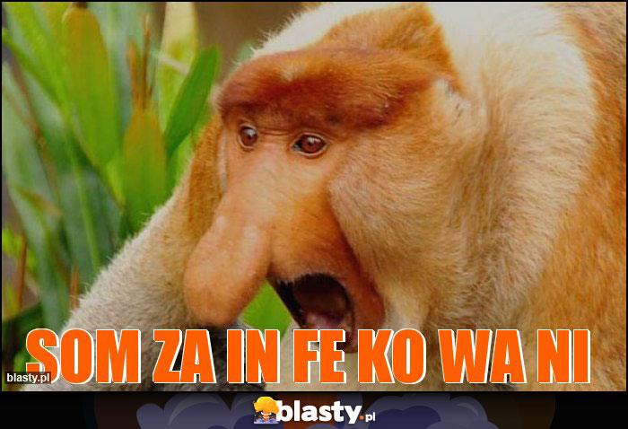 som za in fe ko wa ni