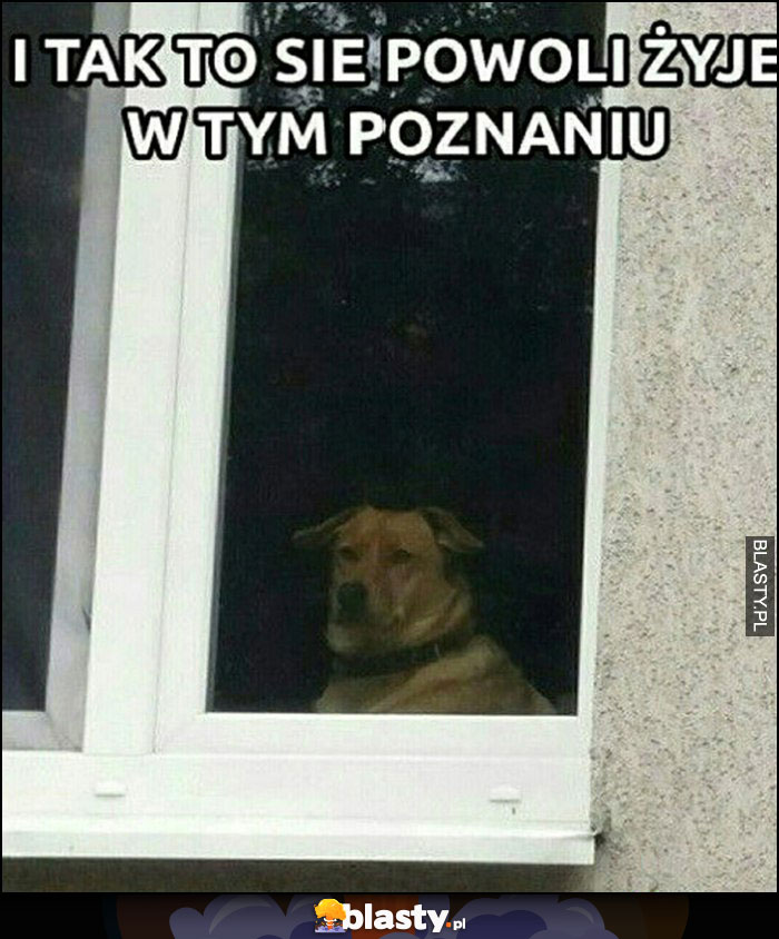 I tak to się powoli żyje w tym Poznaniu pies w oknie