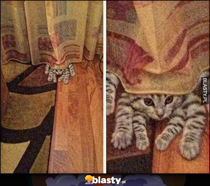 Kot pająk z wieloma łapami nogami