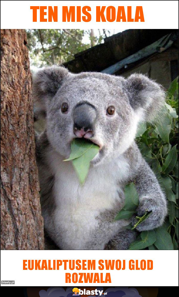 Ten mis koala