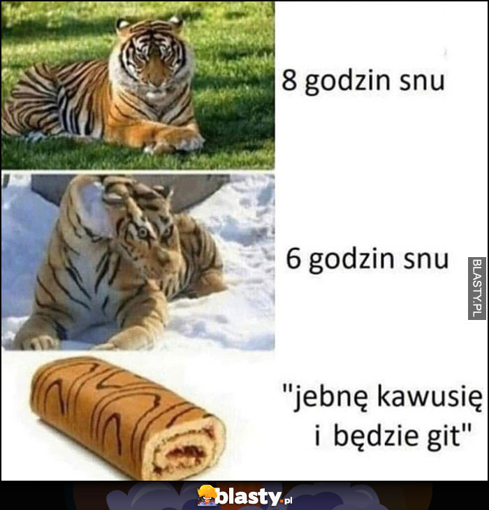 Tygrys 8 godzin snu, 6 godzin snu, jebnę kawusię i będzie git