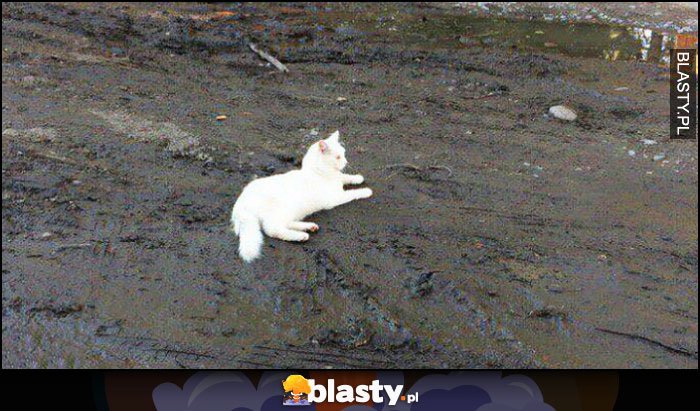 Biały kot leży na czarnej ziemi