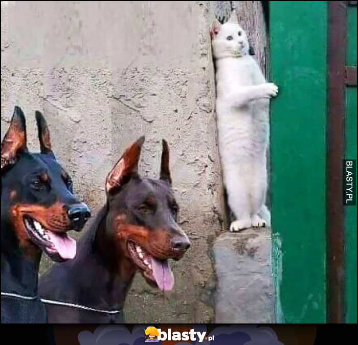 Kot ukrywa się przed dwoma psami