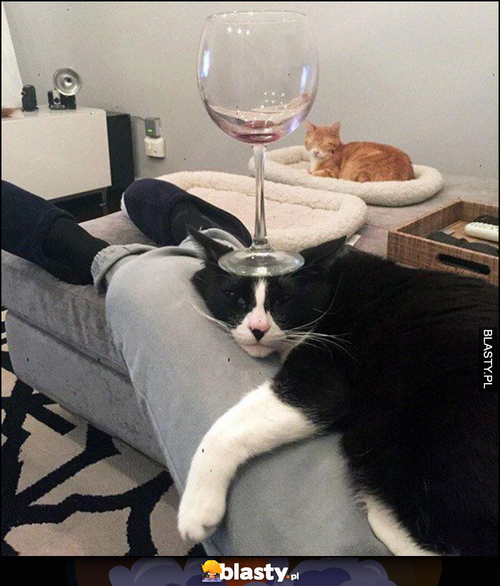 Kot z kieliszkiem wina na głowie podstawka