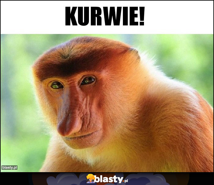 Kurwie!