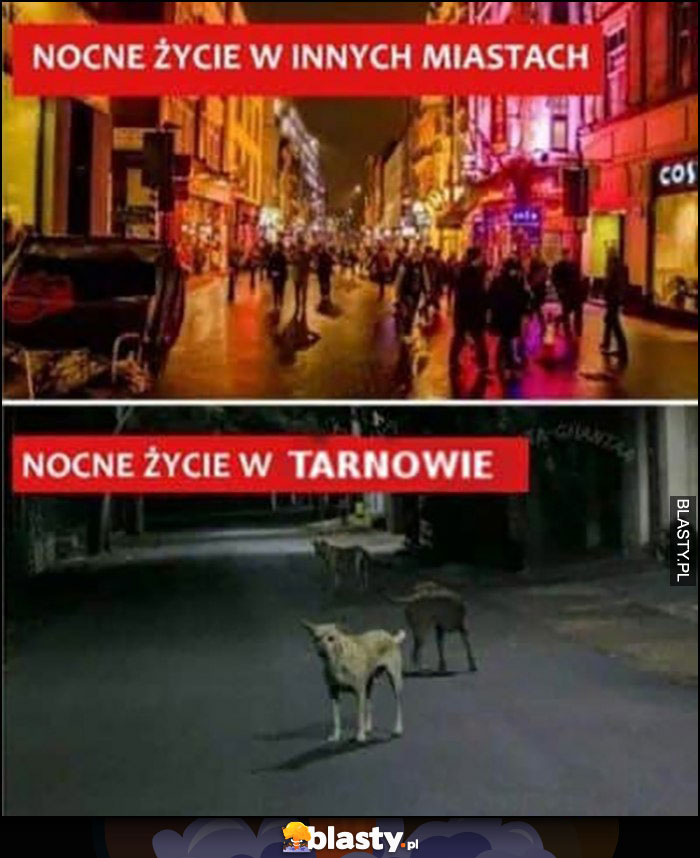 Nocne życie w innych miastach vs nocne życie w Tarnowie porównanie psy