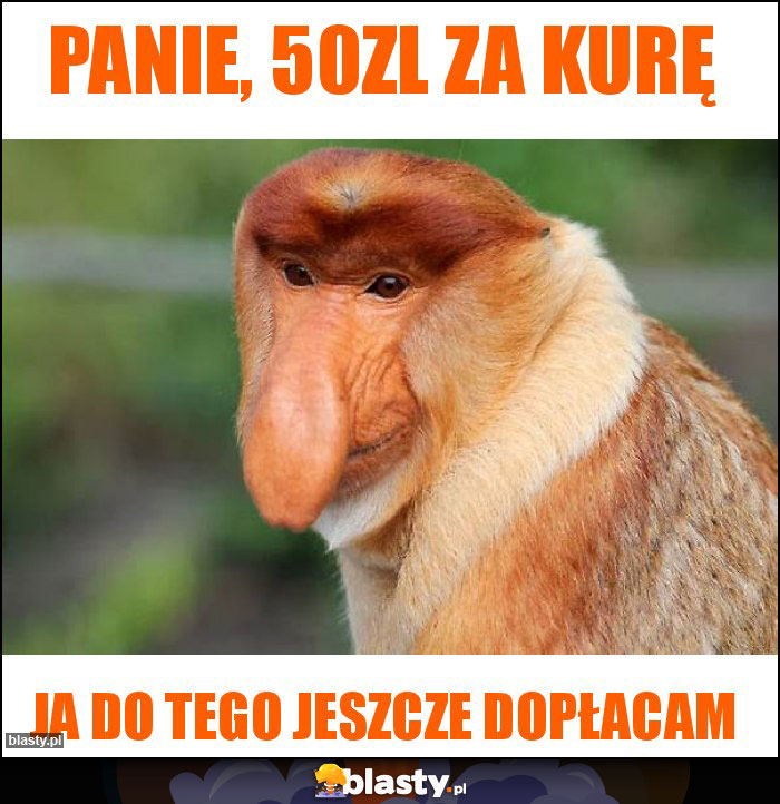 Panie, 50zl za kurę