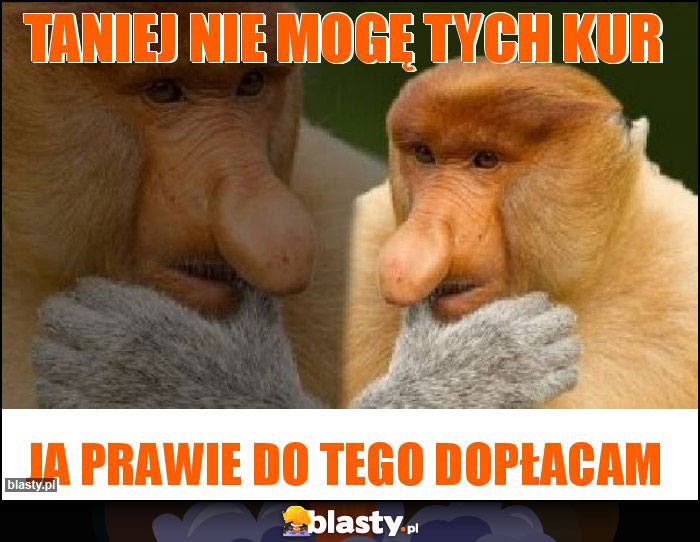 Taniej nie mogę tych kur