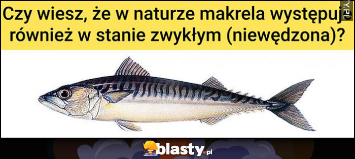 Czy wiesz, że w naturze makrela występuje również w stanie zwykłym (niewędzona)?