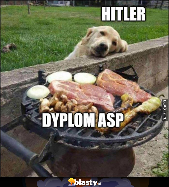 Hitler, dyplom ASP pies patrzy na jedzenie na grillu