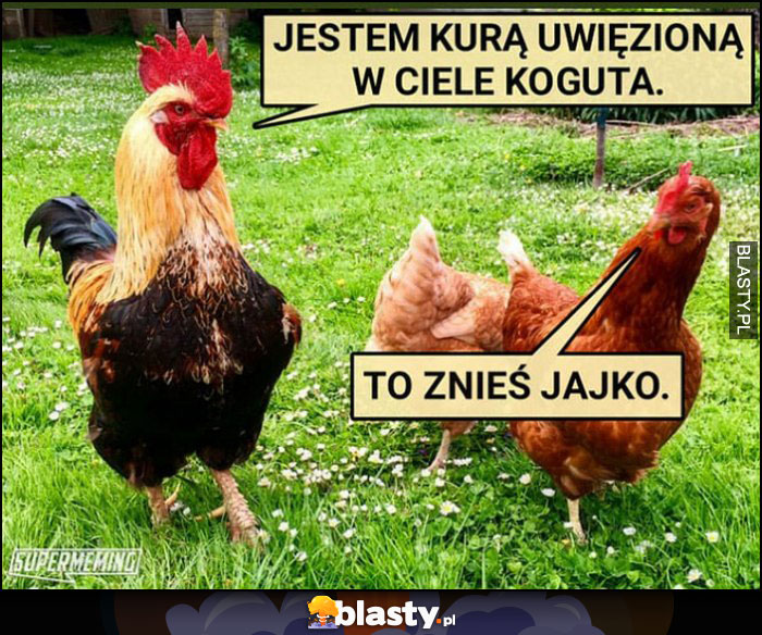 Jestem kurą uwięzioną w ciele koguta, to znieś jajko