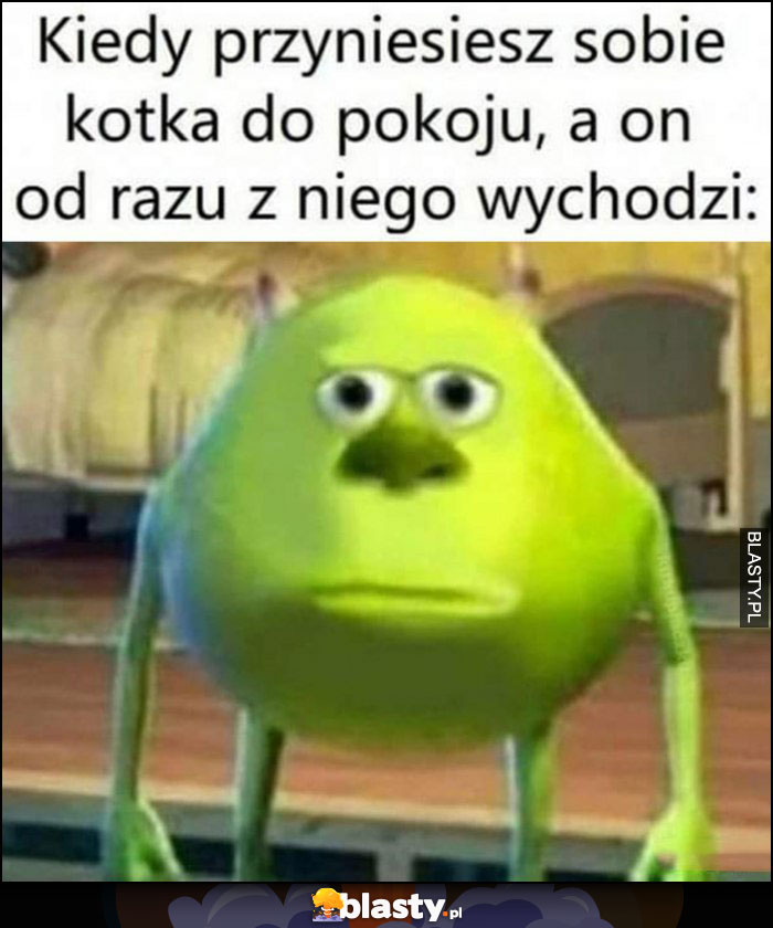 Kiedy przyniesiesz sobie kotka do pokoju, a on od razu z niego wychodzi zdziwiony potwór