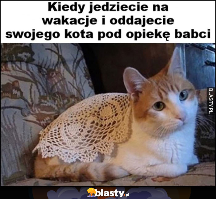 Kot kiedy jedziecie na wakacje i oddajecie swojego kota pod opiekę babci obruś narzuta