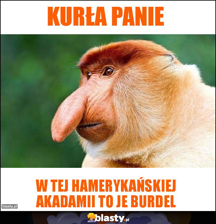 kurła panie