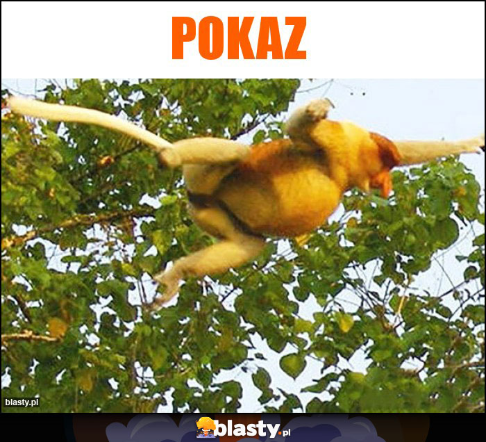 POKAZ