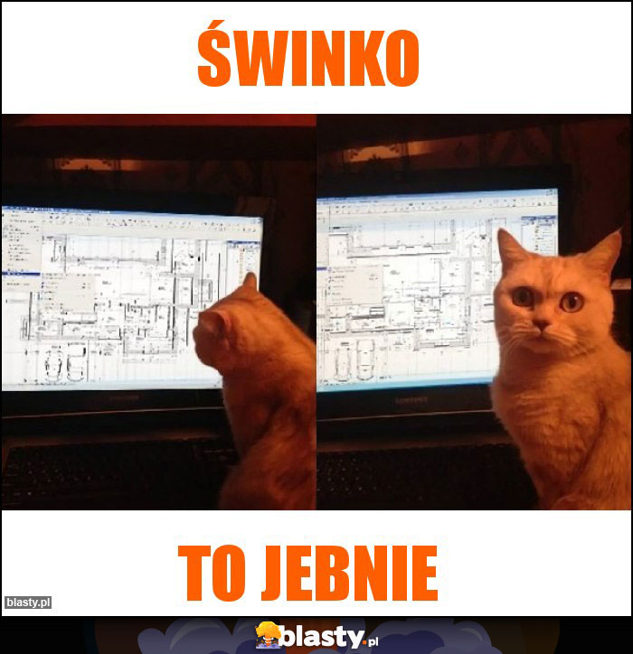 Świnko