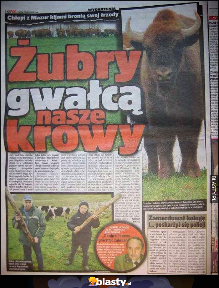 Żubry gwałcą nasze krowy fakt artykuł w gazecie
