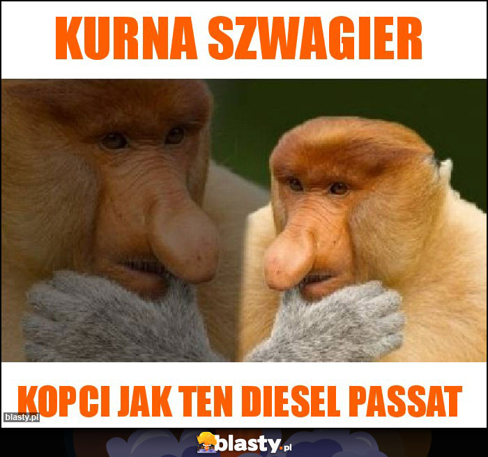 Kurna szwagier