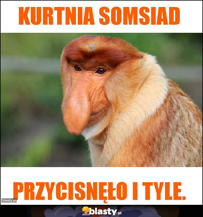 Kurtnia somsiad