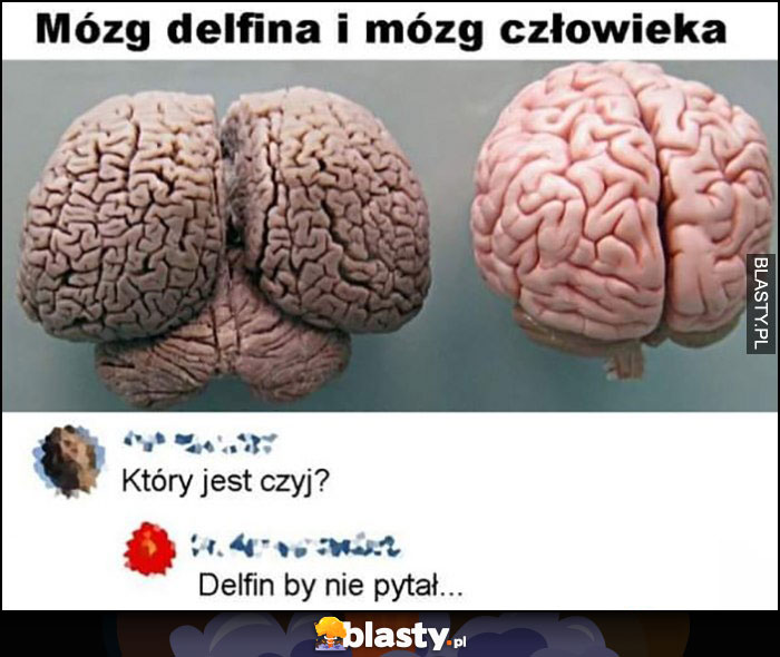 Mózg delfina i mózg człowieka, który jest czyj? Delfin by nie pytał