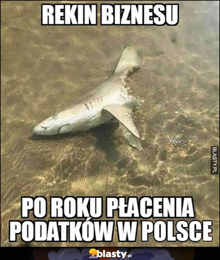 Rekin biznesu po roku płacenia podatków w Polsce zjedzony