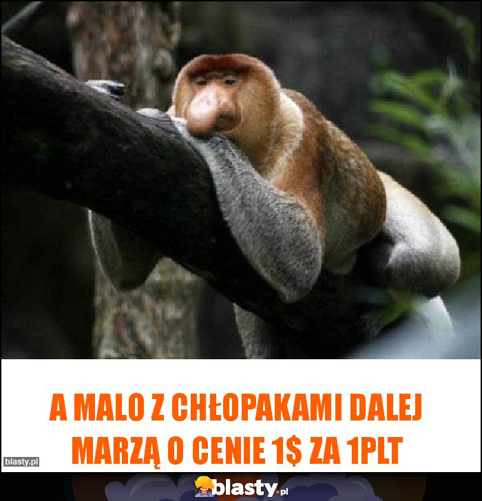 a MALO Z CHŁOPAKAMI DALEJ MARZĄ O cenie 1$ za 1PLT
