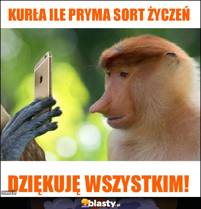 KURŁA ILE PRYMA SORT ŻYCZEŃ