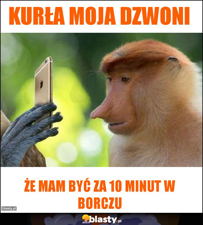 Kurła moja dzwoni