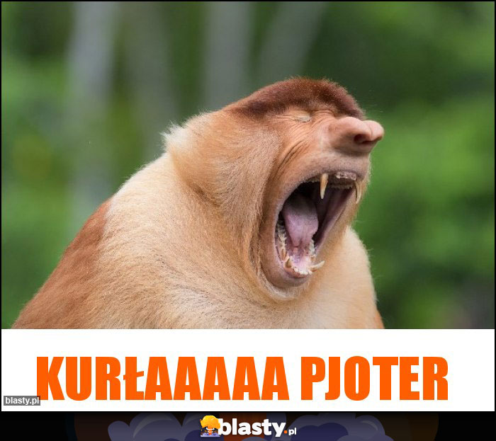 Kurłaaaaa pjoter