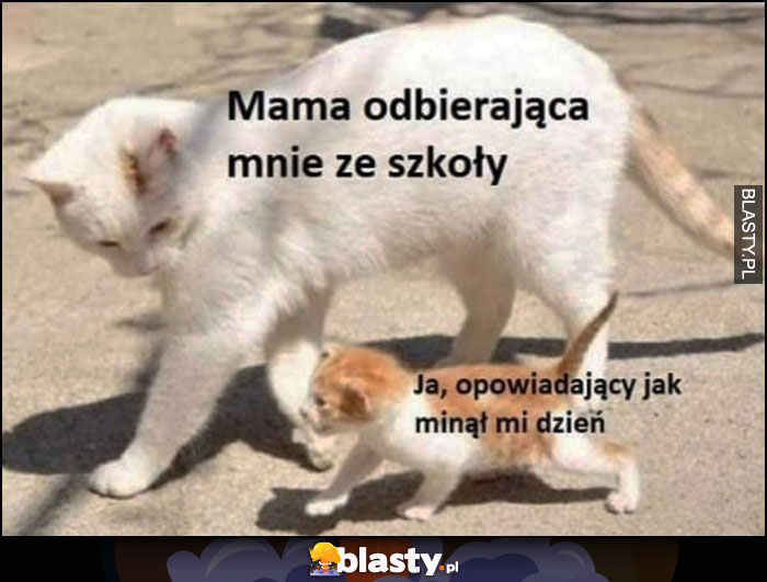 Mama odbierająca mnie ze szkoły, ja opowiadający jak minął mi dzień kot kotek koty