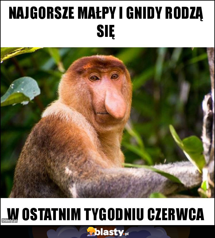 Najgorsze małpy i gnidy rodzą się