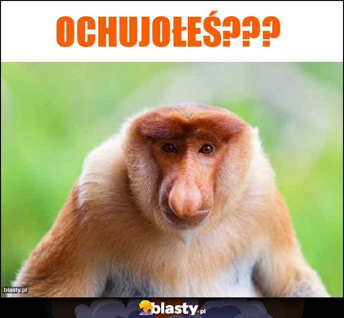 ochujołeś???