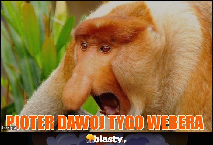 Pjoter dawoj tygo WEBERA