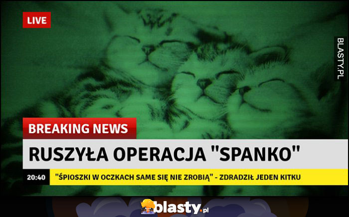 Ruszyła operacja spanko słodkie kotki breaking news