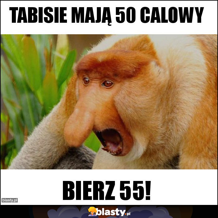 Tabisie mają 50 calowy