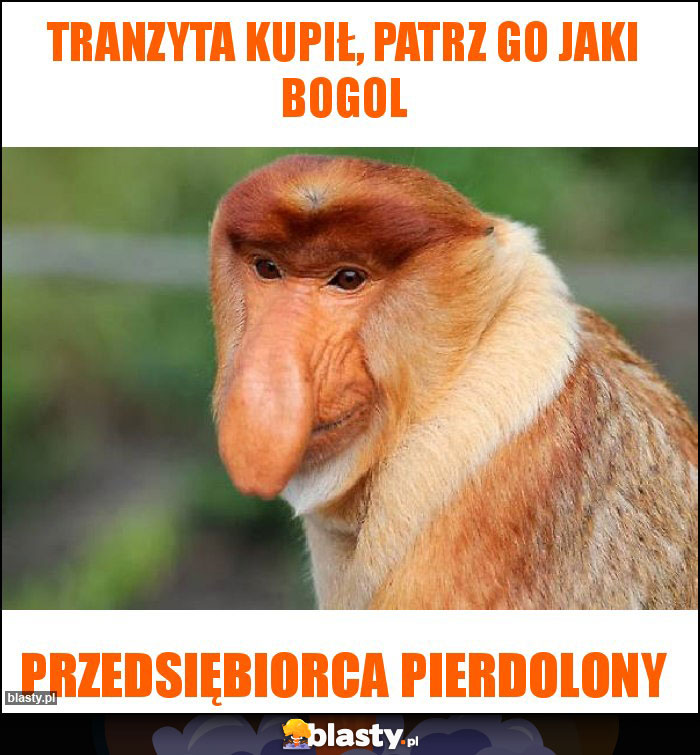 Tranzyta kupił, patrz go jaki bogol