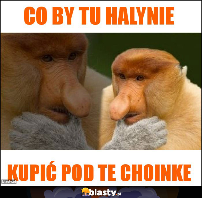 Co by tu Halynie