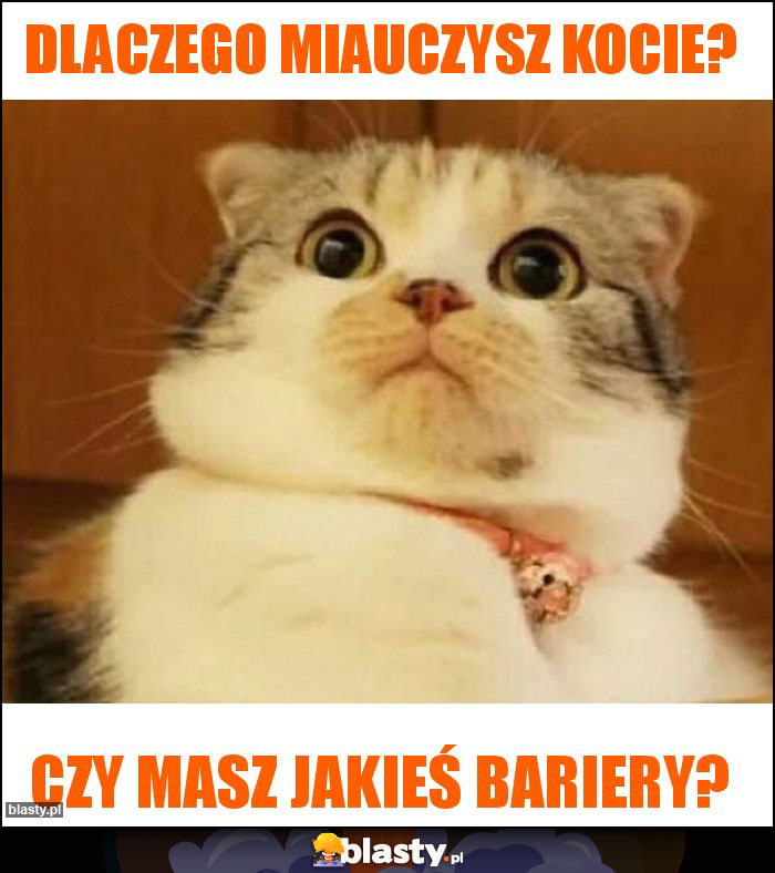 Dlaczego miauczysz kocie?